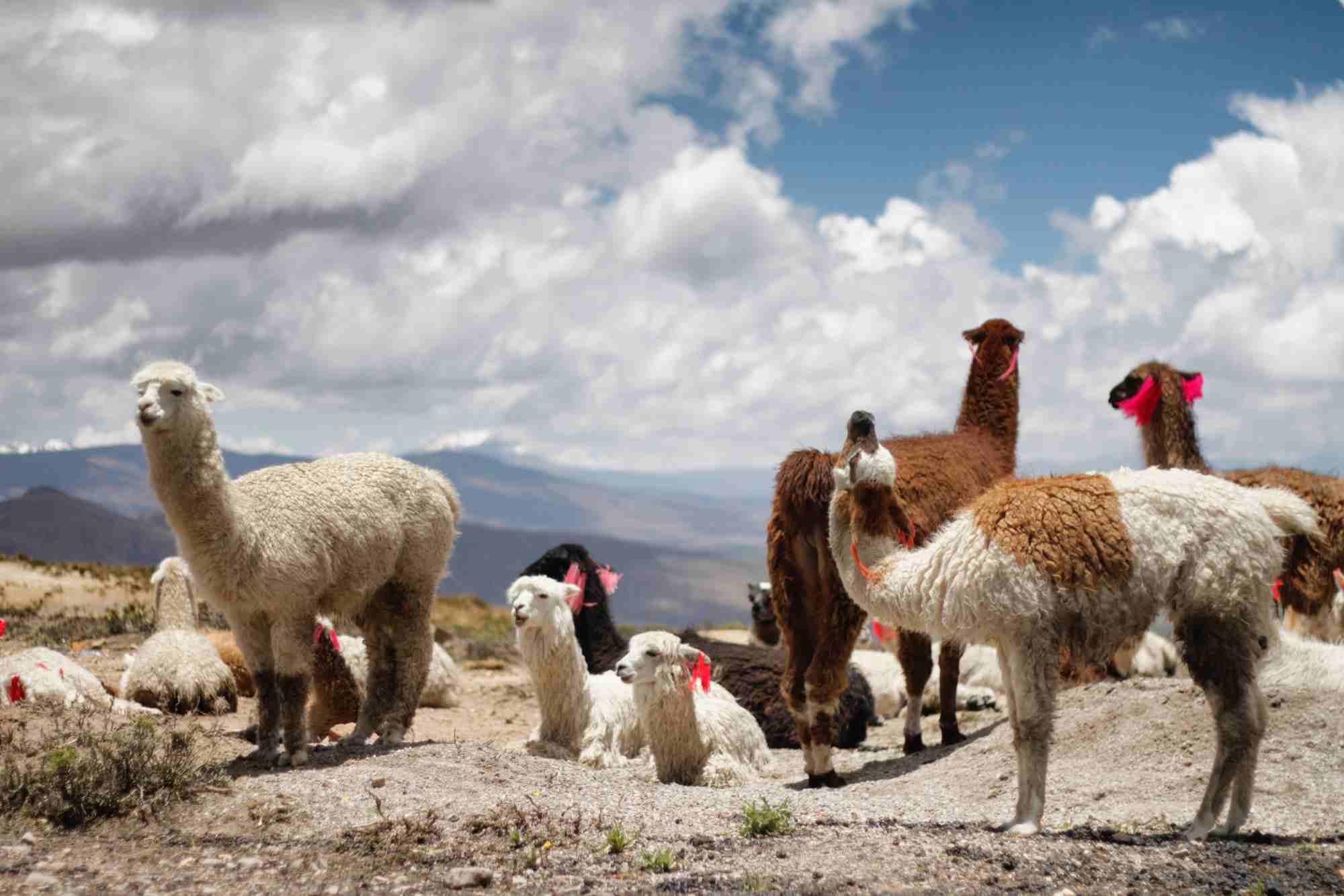 Inca secret to prevent altitude sickness