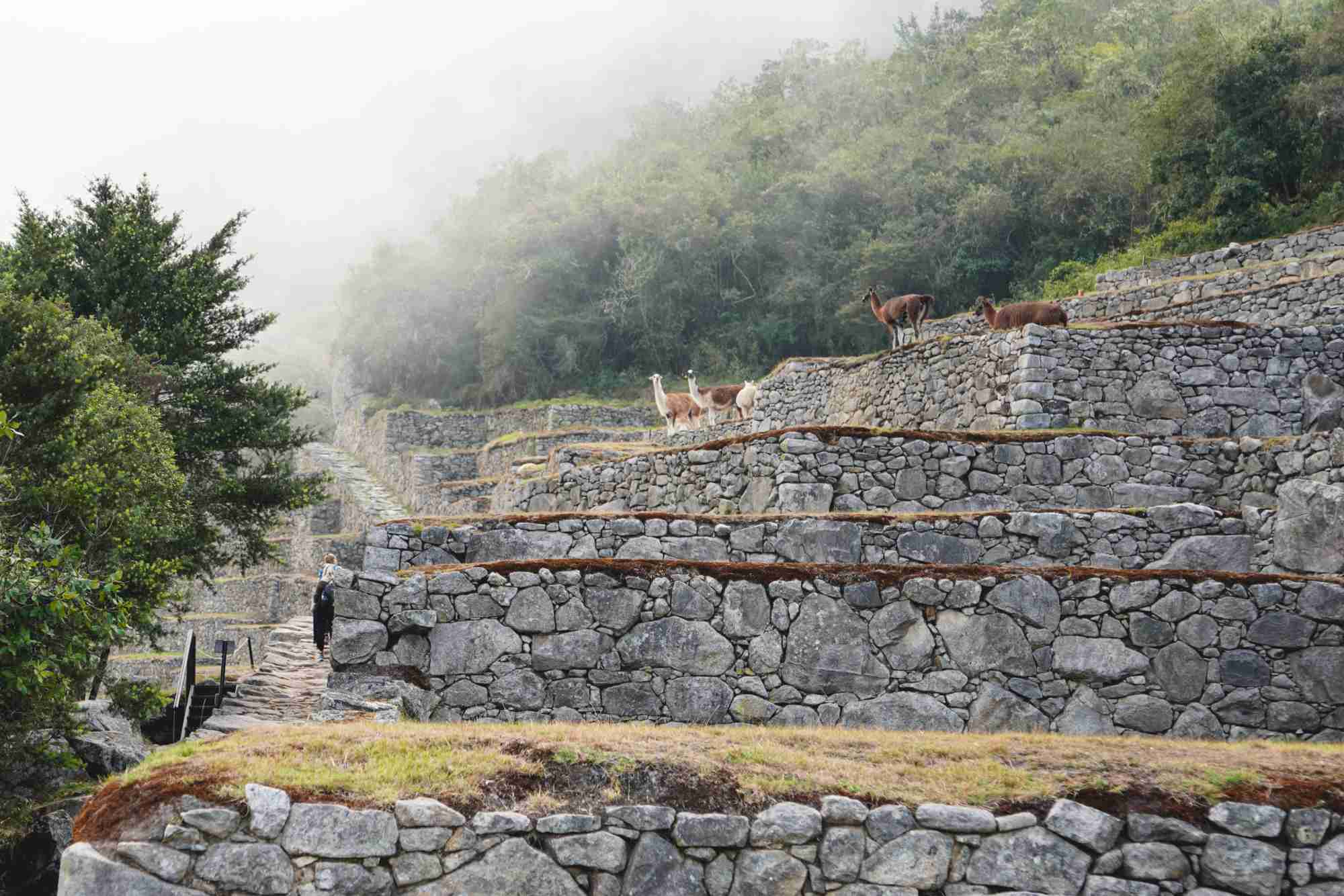 The Top 15 Things to Do in Machu Picchu